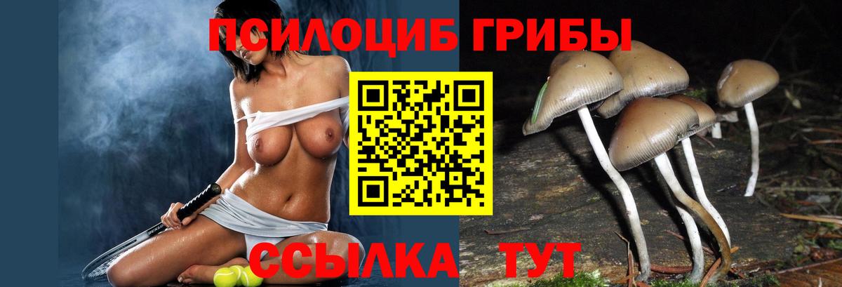 Псилоцибиновые грибы Psilocybe Кириши